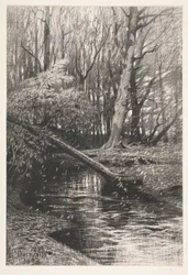 Paisaje forestal con un arroyo