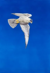 Halcón peregrino