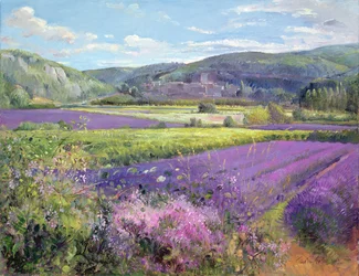 Campos de Lavanda en la Vieja Provenza