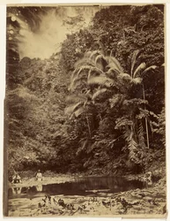 Escena de selva con palmeras y otro follaje espeso, expedición al Darién, istmo de Panamá