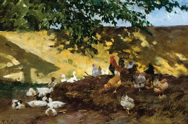 Patos y gallinas en un corral