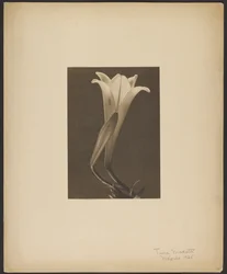 No. 1.