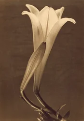 Impresión de Platino de Lirio por Tina Modotti