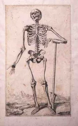 Estudio anatómico, por Domenico Maria Bonavera (b.1640)