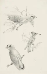 Tres pájaros