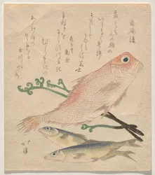 Besugo rosado (shiro-amadai) y dos truchas pequeñas (ai)