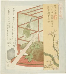 Ruiseñor en una jaula, de la serie "Una serie para el grupo Hanazono (Hanazono bantsuzuki)"