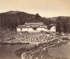 Campo de té y casa de Jos en Peling