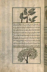 Un Árbol de Incienso sobre un Almendro, según un Tratado de Zakariya ibn Muhammad al-Qazwini