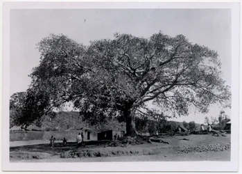 Árbol con una amplia copa extendida frente a la muralla de un pueblo, Axum, Etiopía, fotografía de Ugo Monneret de Villard.