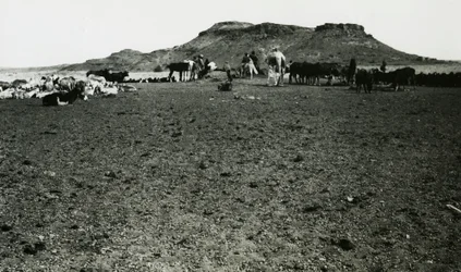 Vista de la zona arqueológica de Naqa, con dromedarios y ganado, Sudán, fotografía de Ugo Monneret de Villard.