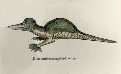 Representación de un dragón marino. Placa de un manuscrito de Historia Natural de Ulisse Aldrovandi (1522-1605) sobre monstruos
