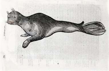 Representación de una foca. Placa ilustrada de un manuscrito de Historia Natural por Ulisse Aldrovandi (1522-1605), fondos de Ulisse Aldrovandi, Biblioteca Universitaria de Bolonia, ed. 1603.