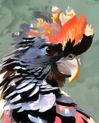 Cacatúa negra brillante