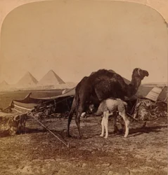 Un bebé del desierto, Egipto, 1896