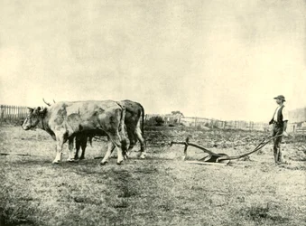 Un equipo de arado de bueyes, 1901