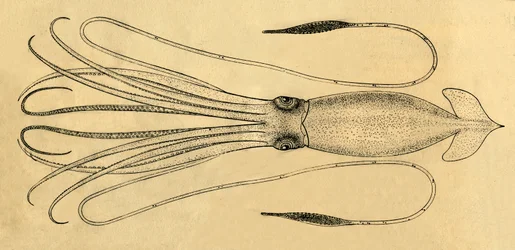 Diagrama del calamar gigante, 1881