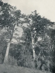 Un bosque de haya antártica en Temuco, 1911