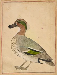 Un cerceta de alas verdes, ca. 1730