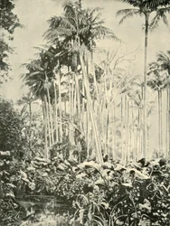 Un bosque de palmeras, 1901