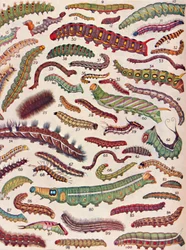 Cien tipos diferentes de orugas de mariposas y polillas, 1935