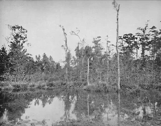 Un pantano de Luisiana, c1897