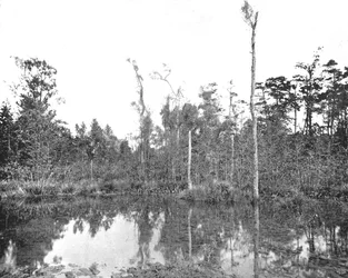 Un pantano de Luisiana, EE.UU., c1900