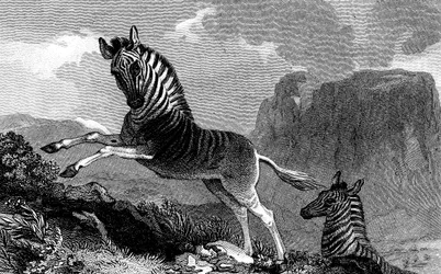Una quagga, 1815