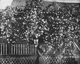 Un hogar adornado con rosas, California del Sur, EE.UU., c1900