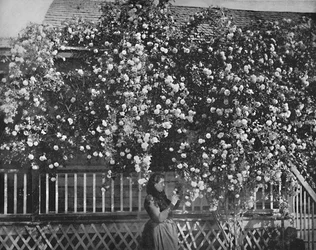 Un hogar adornado con rosas, California del Sur, c1897