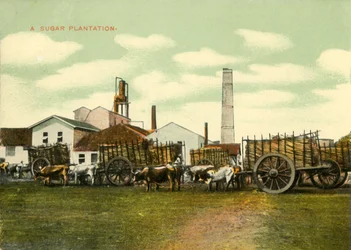 Una plantación de azúcar, Cuba