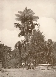 Una palma Talipot en flor, 1900