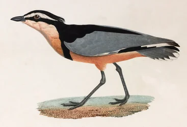 Ilustración a color de un pájaro