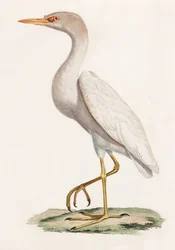 Ilustración a color de un pájaro