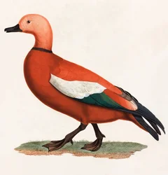 Ilustración en color de un pato marrón