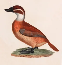 Ilustración a color de un pato marrón