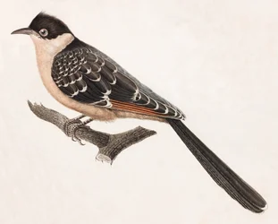 Ilustración en color de un pájaro gris