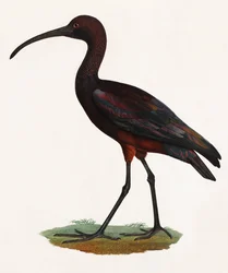 Ilustración a color de un pájaro de pico largo