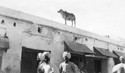 Una vaca en el techo de un edificio, Nowshera, India, 1916-1917