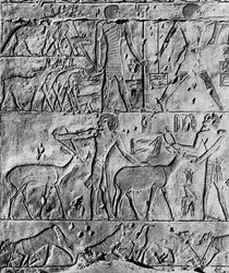 Escena de caza de la tumba de Ptahhotep, cerca de Saqqara, Egipto, c2650 a.C. 1936