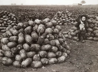 Una niña pequeña con montones de nabos cosechados, cerca de Landskrona, Suecia, 1910