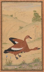 Un par de patos Brahminy, c. 1595, bordes añadidos probablemente en 1800s