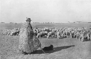 Un pastor típico y su rebaño en las llanuras de Hungría, 1915