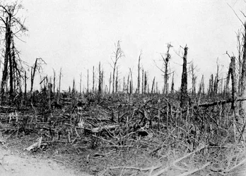 Un bosque en la zona del Somme, Francia, 1916, c. 1920