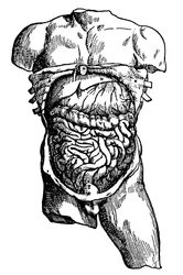 Cavidad abdominal y su contenido, 1543