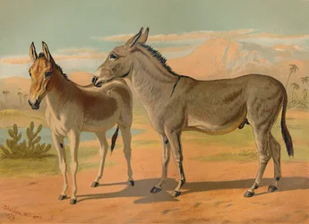 Asno salvaje abisinio macho y onagro indio hembra, c1879