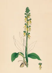 Aceras anthropophora. Orquídea hombre