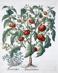Plantas de tomate africano y mejorana