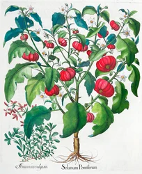 Plantas de tomate africano y mejorana