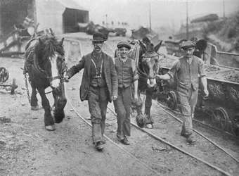 Después del acuerdo: Mineros llevando sus ponis de vuelta a la mina